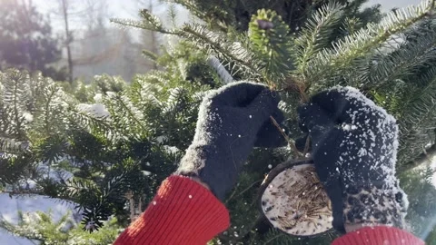Winter feeding of birds Stock Footage 168128822