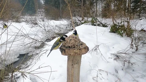 Winter feeding of forest birds next to a frozen stream Stock Footage 328162341