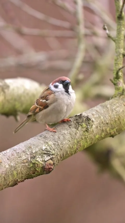 Winter feeding of sparrows near feeder as birds watch for food and eat seed.. 스톡 동영상 330053866