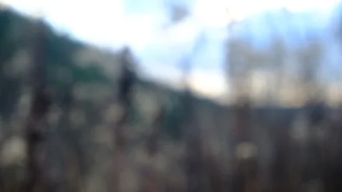 Winter Field Atmospheric Vision (Focus Pan) Stock Footage 121970529