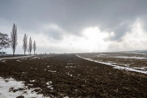 Winter Field, Bare Trees, Cloudy Sky Stock Photos
