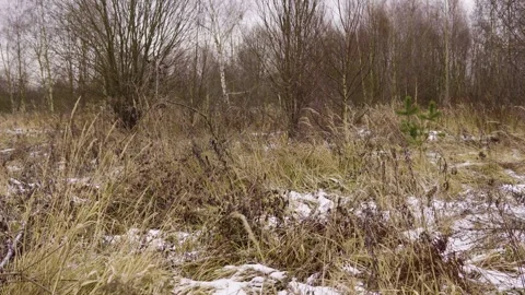 Winter Field With Dry Grass and Sparse Snow Under Bare Trees in a Quiet Meadow 스톡 동영상 324945400