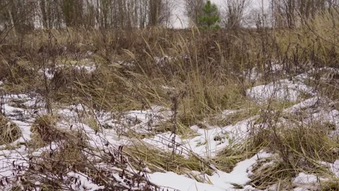 Winter Field With Dry Grass and Sparse Snow Under Bare Trees in a Quiet Meadow Stock Footage 324945401