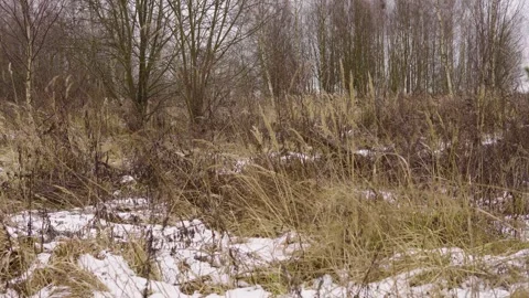 Winter Field With Dry Grass and Sparse Snow Under Bare Trees in a Quiet Meadow Stock Footage 324945507