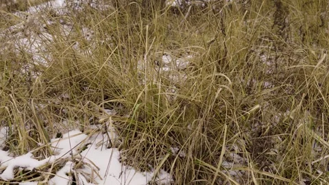 Winter Field With Dry Grass and Sparse Snow Under Bare Trees in a Quiet Meadow Stock Footage 324945524