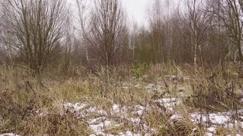 Winter Field With Dry Grass and Sparse Snow Under Bare Trees in a Quiet Meadow Stock Footage 324945579