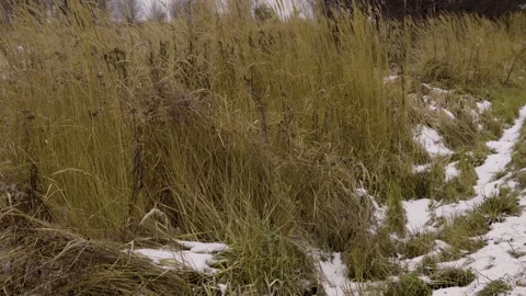 Winter Field With Dry Grass and Sparse Snow Under Bare Trees in a Quiet Meadow Video stock 326097237