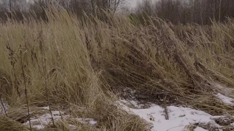 Winter Field With Dry Grass and Sparse Snow Under Bare Trees in a Quiet Meadow 스톡 동영상 327961385