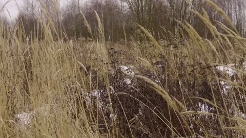 Winter Field With Dry Grass and Sparse Snow Under Bare Trees in a Quiet Meadow Stock Footage 328819267