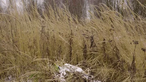 Winter Field With Dry Grass and Sparse Snow Under Bare Trees in a Quiet Meadow Video stock 328819286