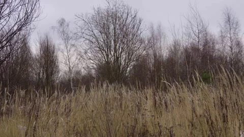Winter Field With Dry Grass and Sparse Snow Under Bare Trees in a Quiet Meadow 스톡 동영상 328819396