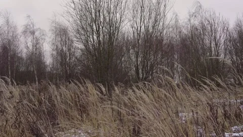 Winter Field With Dry Grass and Sparse Snow Under Bare Trees in a Quiet Meadow. Stock Footage 331651404