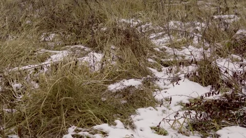 Winter Field With Dry Grass and Sparse Snow Under Bare Trees in a Quiet Meadow. Stockbeeldmateriaal 331651642
