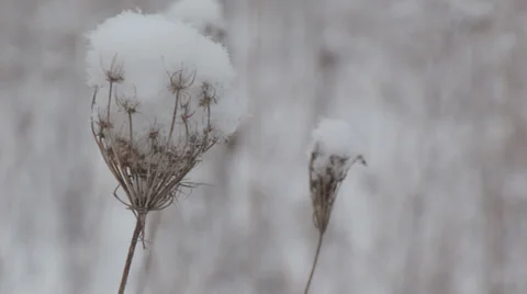 Winter Field Stock Footage 33324055