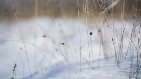 Winter On The Field Видео 34817718