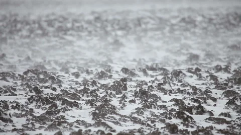 Winter in the field Stock Footage 46023067