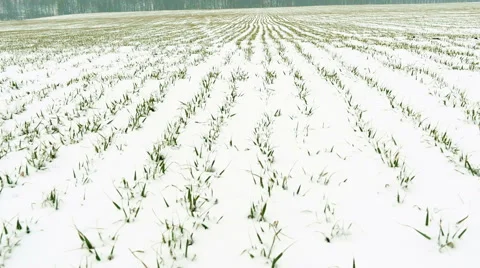Winter on the field Stock Footage 60645144