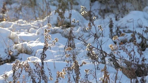 Winter Field Stock-Footage 79576813