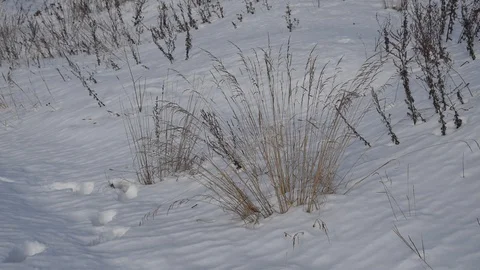 Winter field Stock Footage 103275163