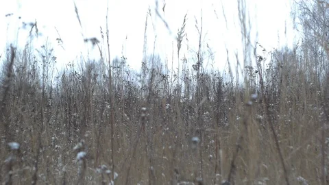 Winter field Stock Footage 122505740