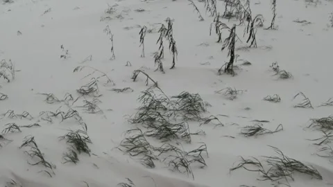 Winter field Stock Footage 142557131