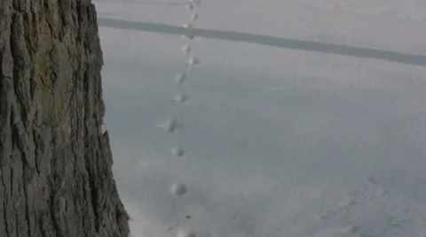Winter Field Footsteps Stock Footage 990858