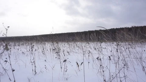 Winter field. Forest in the background. Motion camera Stock Footage 102384558