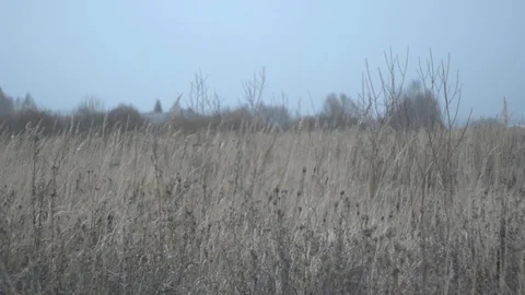 Winter field, grass and snowfall Stock Footage 123362148