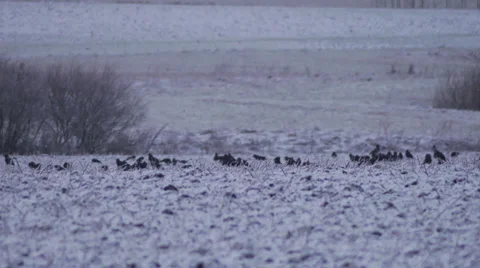 Winter field 	jackdaws birds fly Stockbeeldmateriaal 33119523