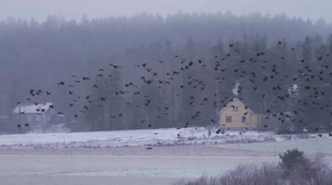 Winter field jackdaws birds fly  Stockbeeldmateriaal 33120080