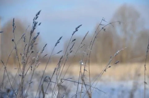 Winter field Stock Photos