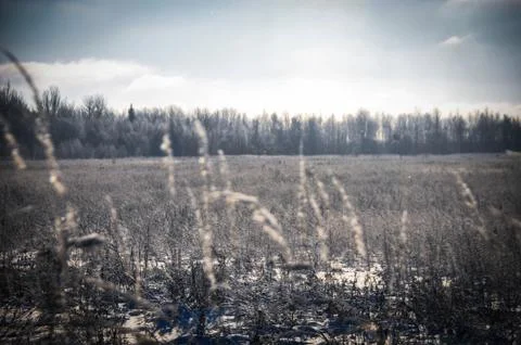 Winter field Stock Photos