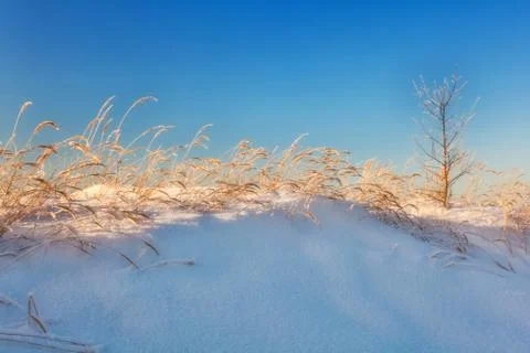 Winter field in soft sunset light Stock Photos