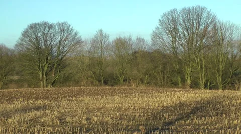 Winter field with stubble rural scene Stock Footage 47138265