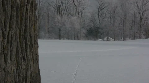 Winter Field Tree 2 Stock Footage 990996