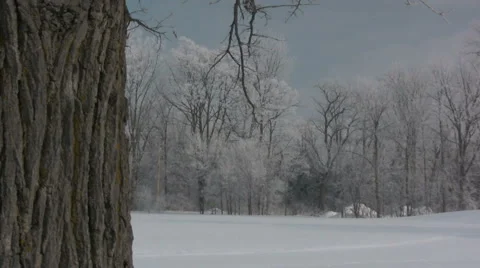 Winter Field Tree Stock Footage 991198