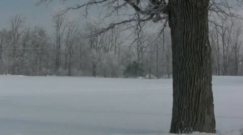 Winter Field Tree Right Stock Footage 990916