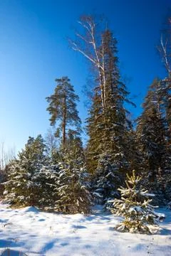 Winter field under Stock Photos
