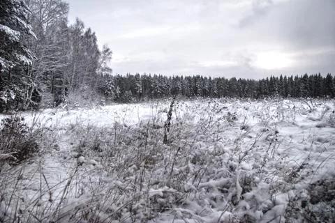 Winter field under Stock Photos