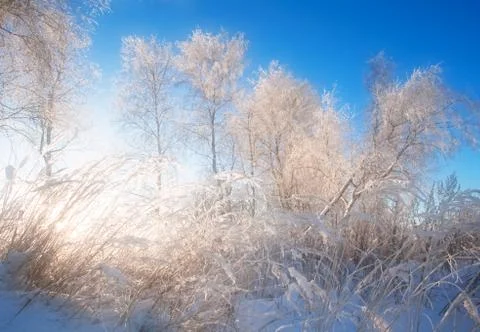 Winter field under Stock Photos