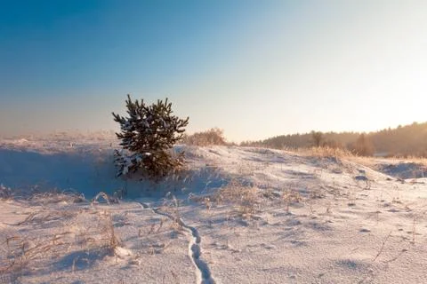 Winter field under Stock Photos