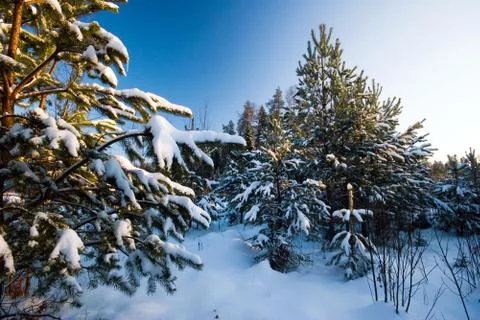Winter field under Stock Photos