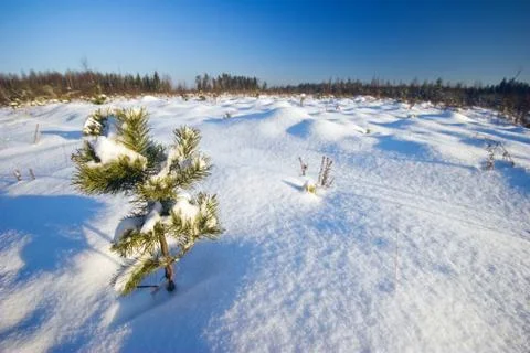 Winter field under Stock Photos