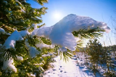 Winter field under Stock Photos