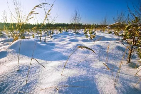 Winter field under Stock Photos