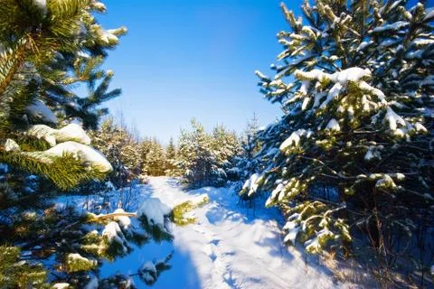 Winter field under Stock Photos