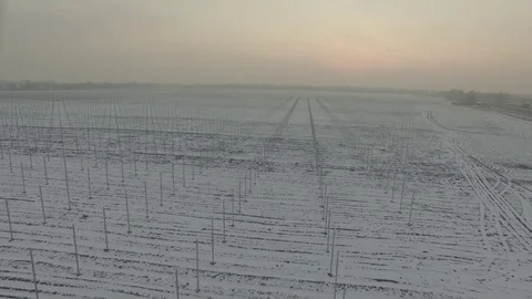 Winter field vineyard. D-Log Flat Video For Editing Stock Footage 71702492