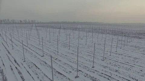 Winter field vineyard. D-Log Flat Video For Editing Stock Footage 71702549