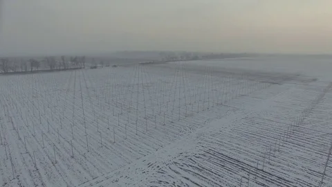 Winter field vineyard. D-Log Flat Video For Editing Stock Footage 71702812