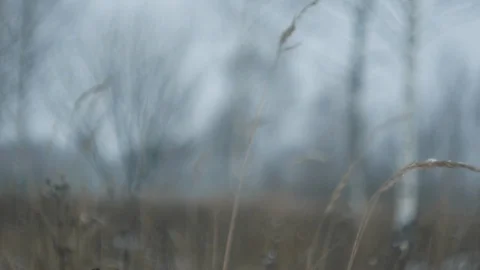 Winter field walk, plants on a wind Stock Footage 123995864
